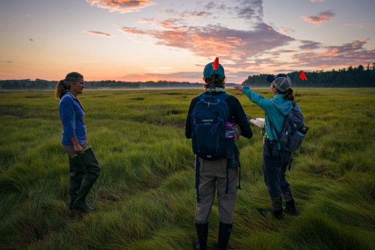 A group of scientists standing in a salt marsh at dawn, preparing to look for saltmarsh sparrows